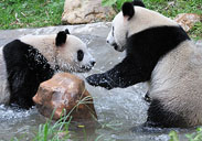 panda house, Xiangjiang Safari Park
